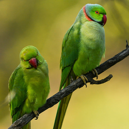 The background is shadowed light green and two green parrots are perched on a branch.